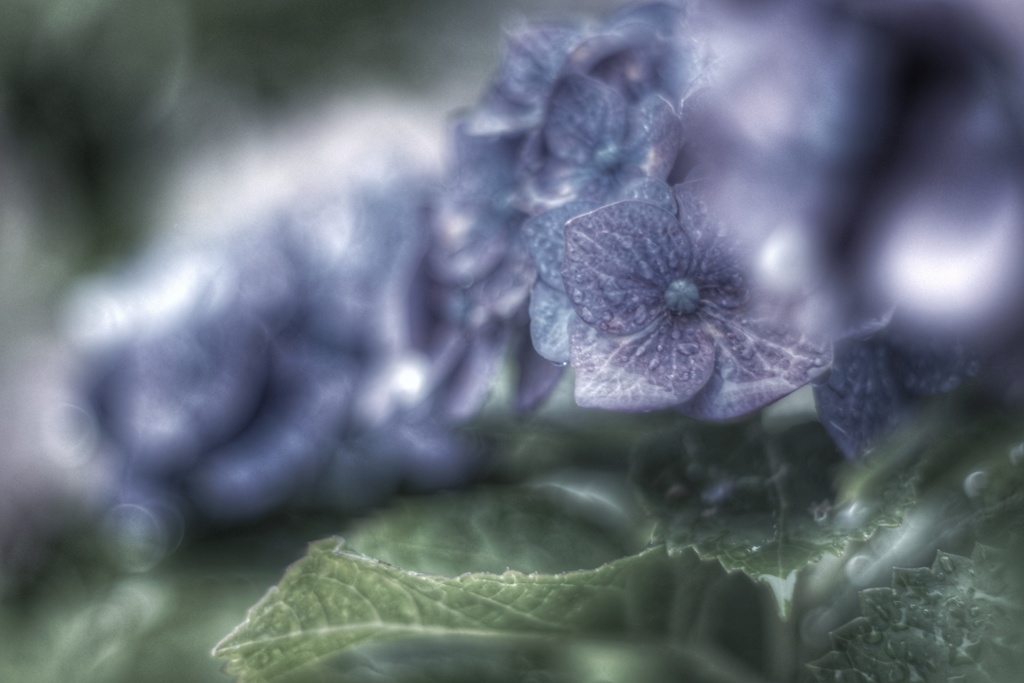 紫陽花