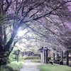 風が強い雨上がりに夜桜を