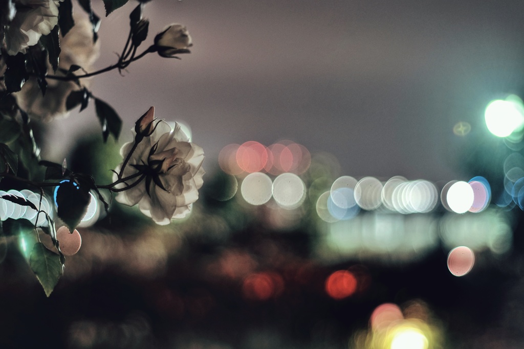 夜薔薇