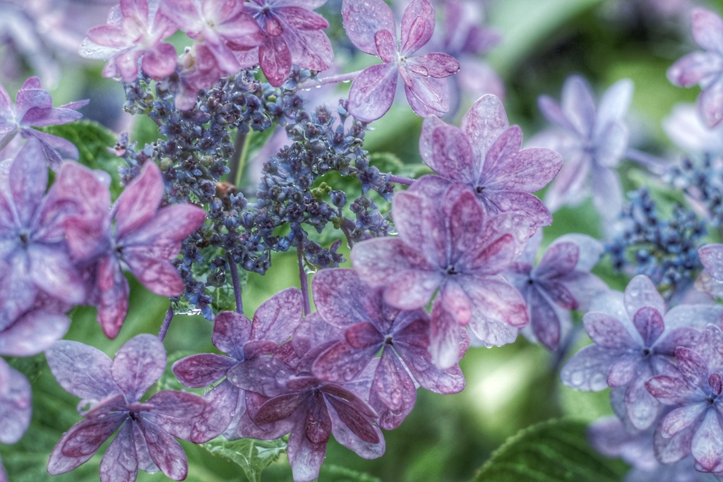 額紫陽花