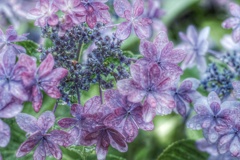 額紫陽花