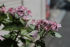 道端の額紫陽花