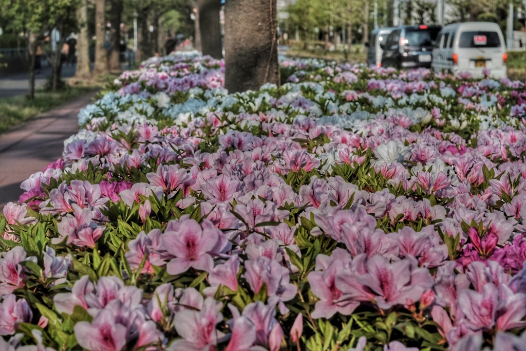 道沿いのつつじ