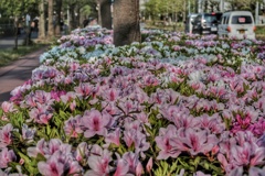 道沿いのつつじ