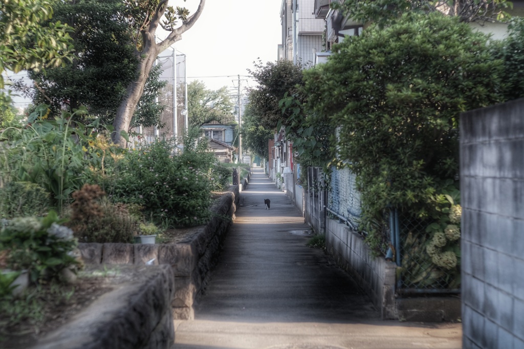 公園脇の路地
