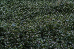 辺り一面のドクダミ