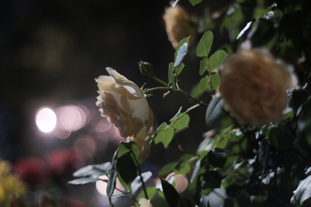 夜薔薇