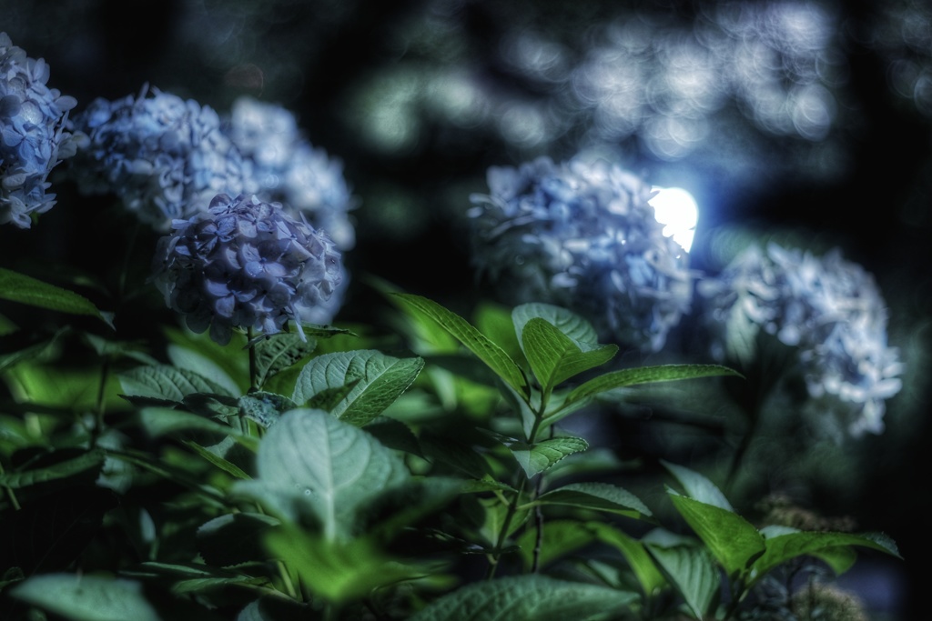真夜中の紫陽花