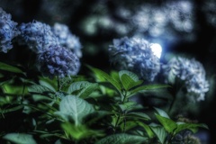 真夜中の紫陽花
