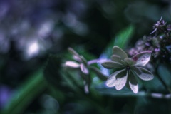 夜中の枯紫陽花