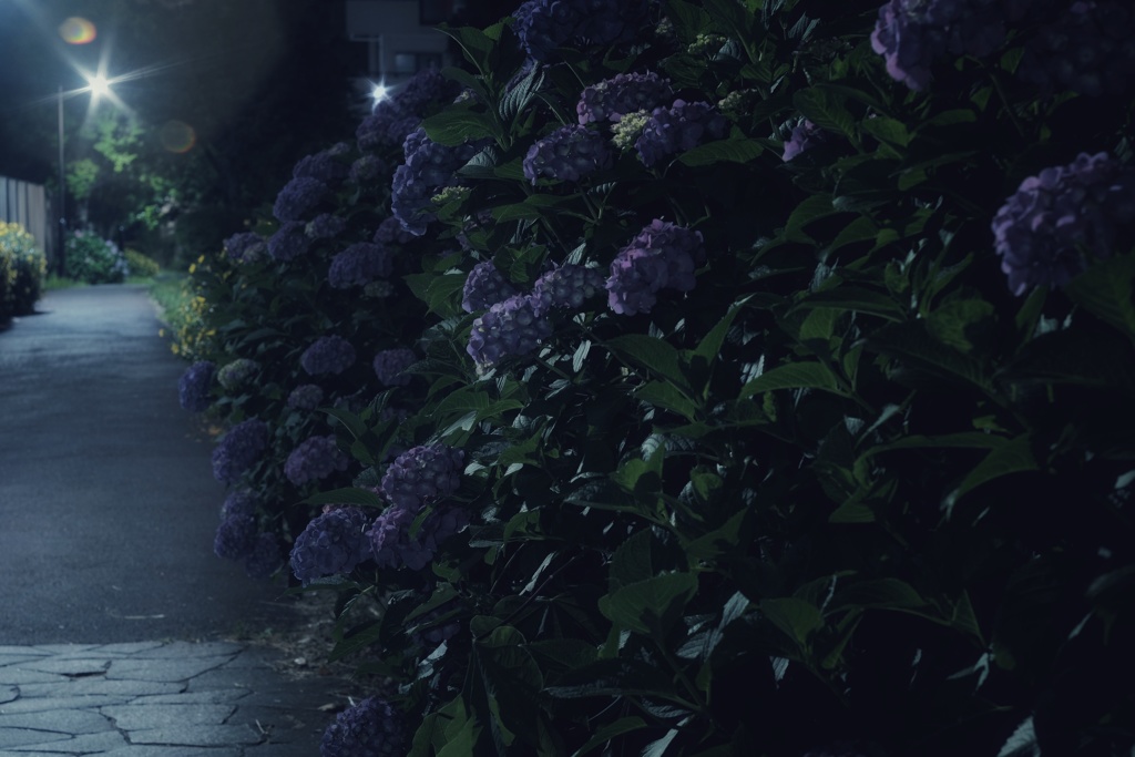 真夜中の紫陽花