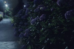 真夜中の紫陽花
