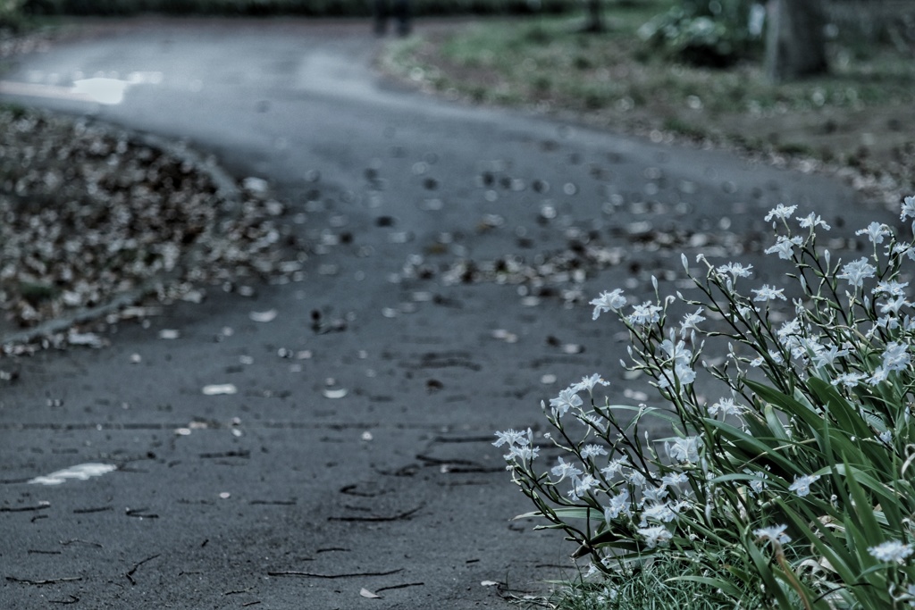 歩道沿いにシャガ