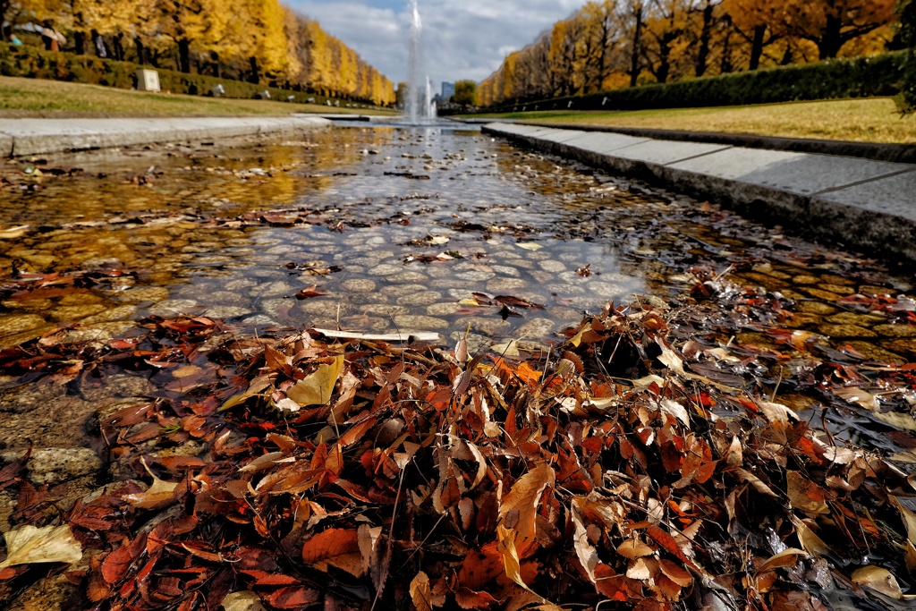 国営昭和記念公園 カナール 水辺の落葉