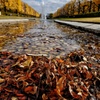 国営昭和記念公園 カナール 水辺の落葉