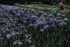 Yokosuka Iris Garden
