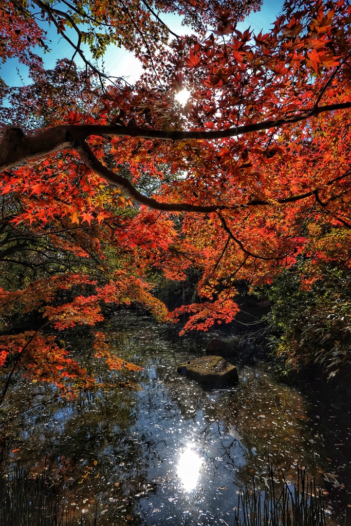 国営昭和記念公園 湿地の紅葉