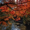 国営昭和記念公園 湿地の紅葉
