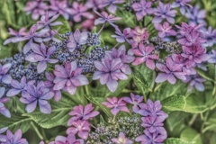 額紫陽花