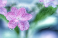 額紫陽花