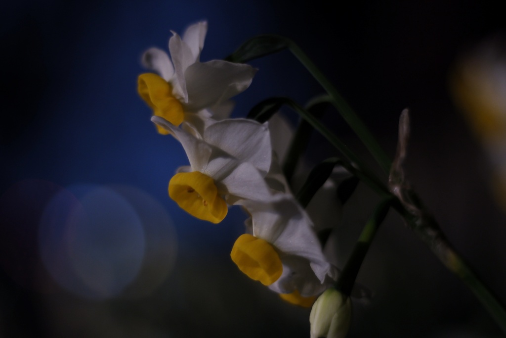 夜の水仙