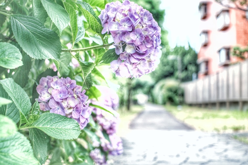 紫陽花の咲く遊歩道