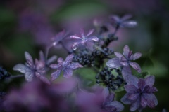 額紫陽花