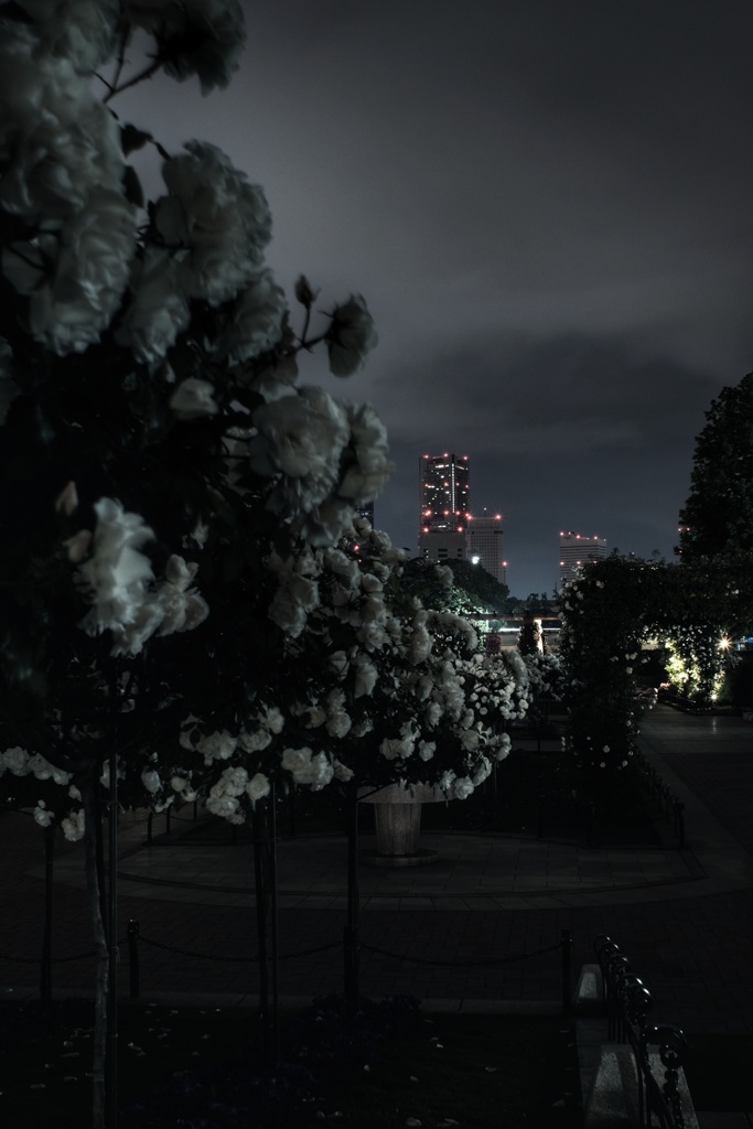 真夜中の山下公園 未来のバラ園