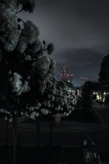 真夜中の山下公園 未来のバラ園