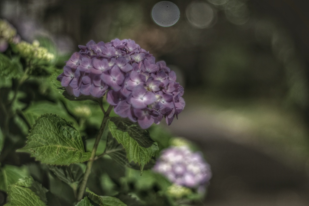 真夜中の紫陽花
