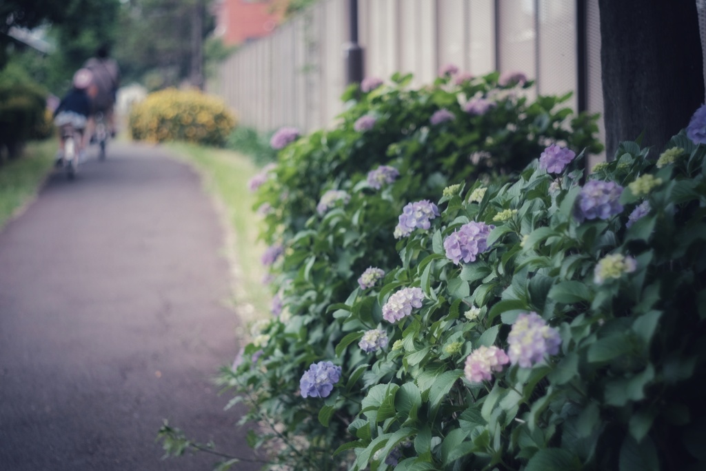 紫陽花の咲く遊歩道