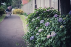 紫陽花の咲く遊歩道