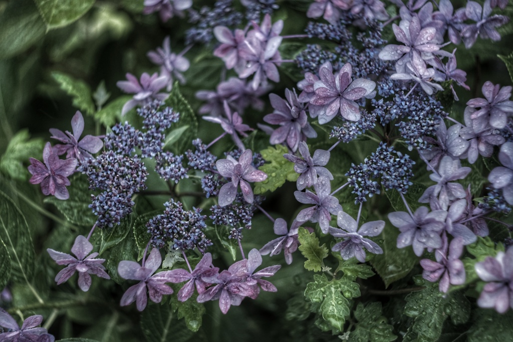 雨の朝の額紫陽花