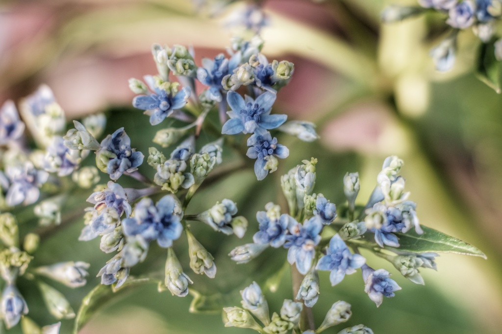 額紫陽花