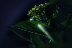 真夜中の紫陽花
