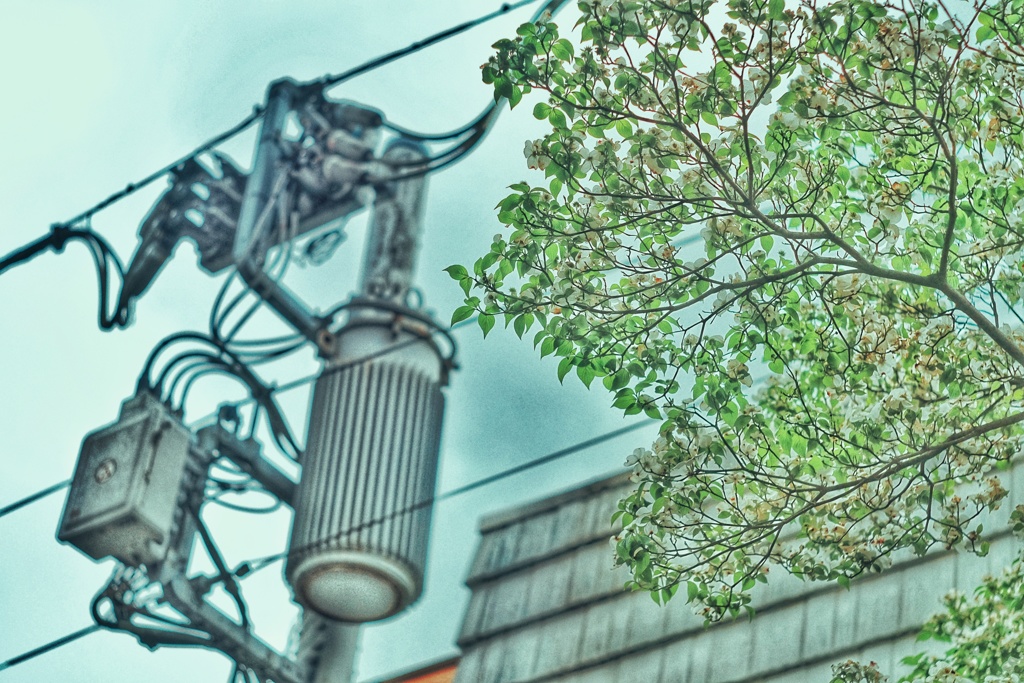 電柱と花水木