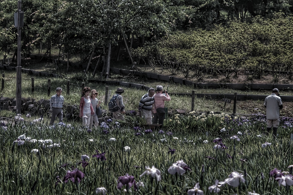 Yokosuka Iris Garden