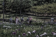 Yokosuka Iris Garden
