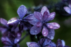 額紫陽花
