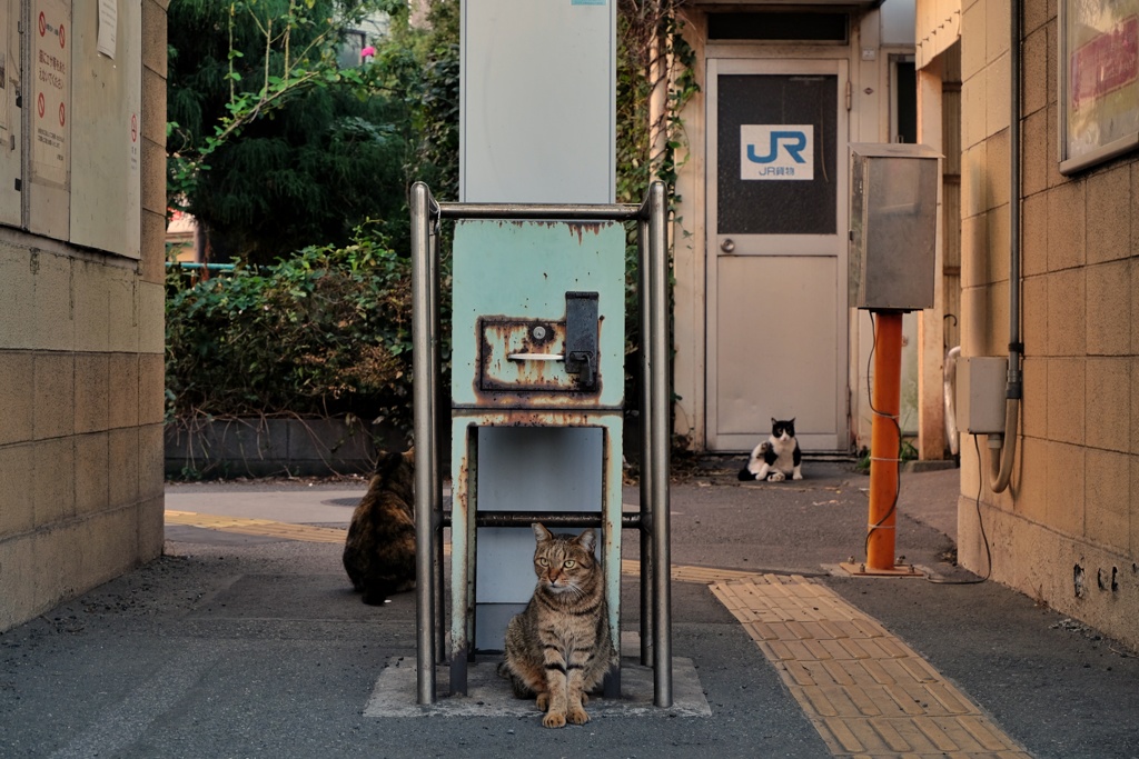 改札で待ち受ける扇町駅の猫さん