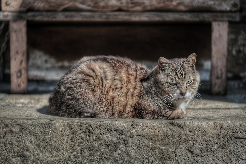 神域の猫様、まずはメンチを切る