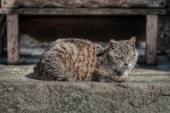 神域の猫様、まずはメンチを切る