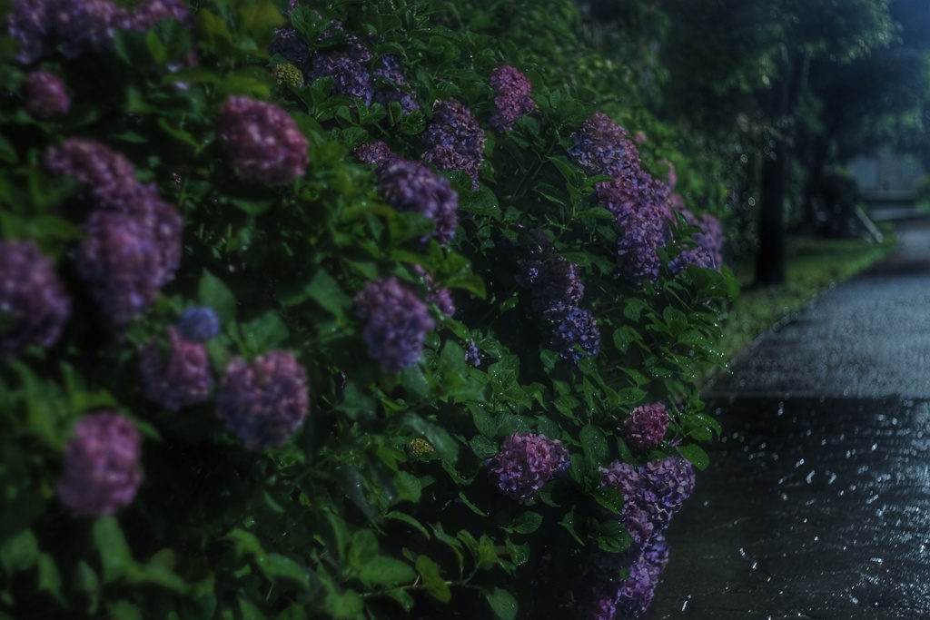 真夜中 雨 紫陽花