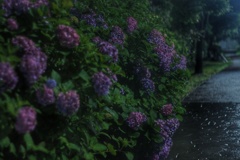 真夜中 雨 紫陽花