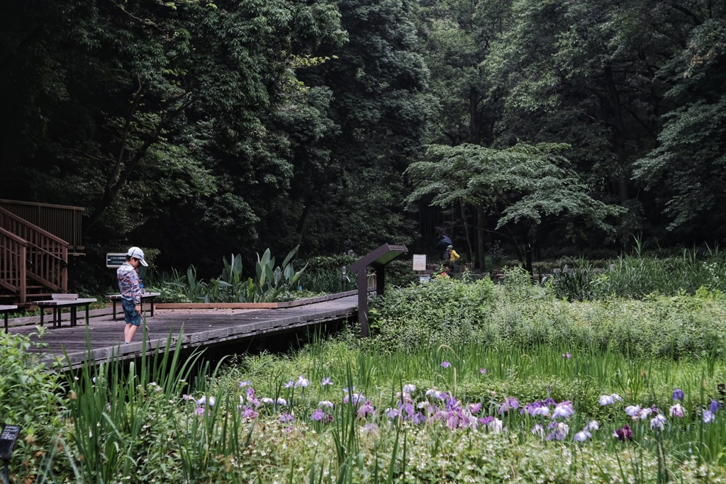 東高根森林公園 湿生植物園