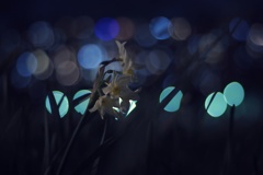 夜の水仙