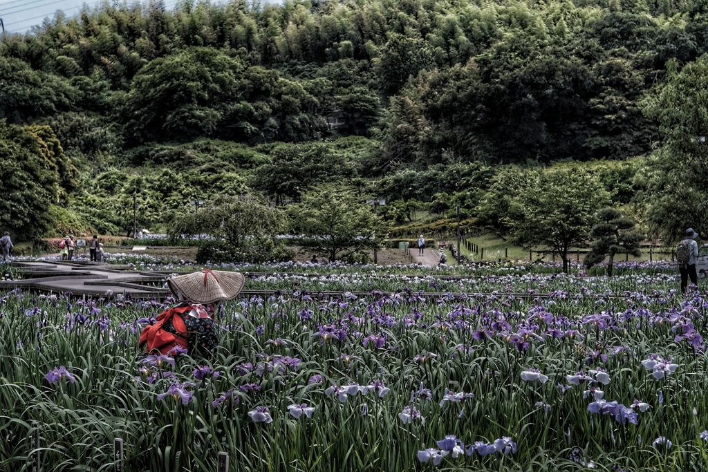 Yokosuka Iris Garden