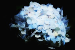 真夜中の紫陽花