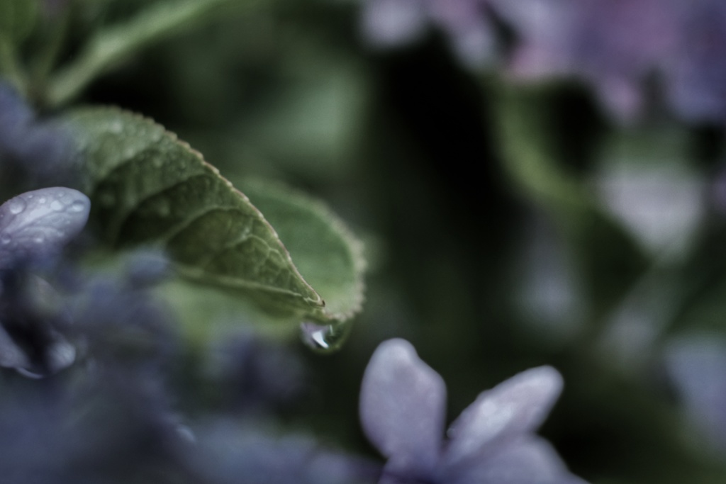 額紫陽花