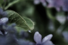 額紫陽花